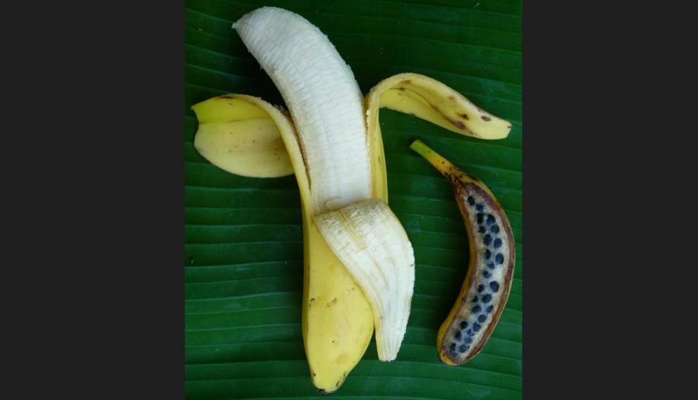 Plátano comercial sin semillas (izquierda) y plátano típico procedente de un ancestro fértil salvaje como el que se ha secuenciado (derecha).