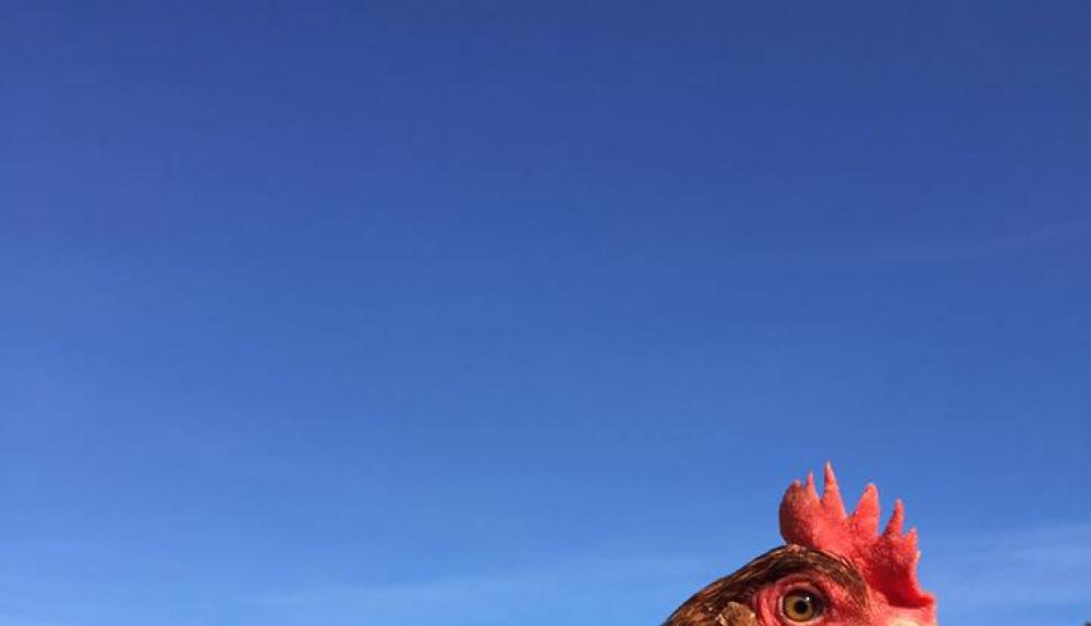 Una de las gallinas de la granja.