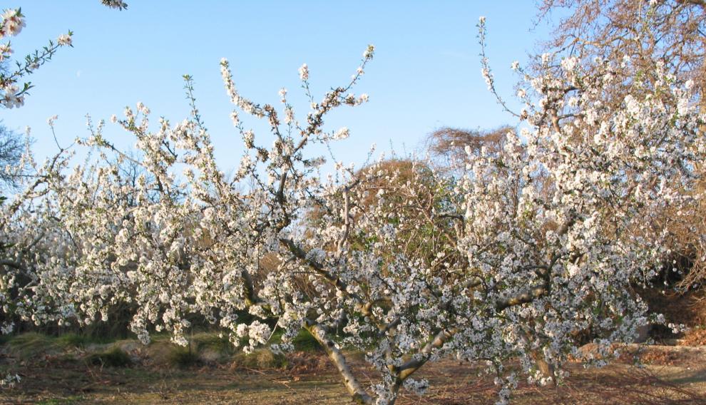 Almendros en flor cerca de Malón, en el monte de Valcardera