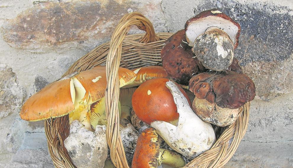 Una cesta con setas recogidas en el campo aragonés, donde se dan muy bien los boletus y los robellones.