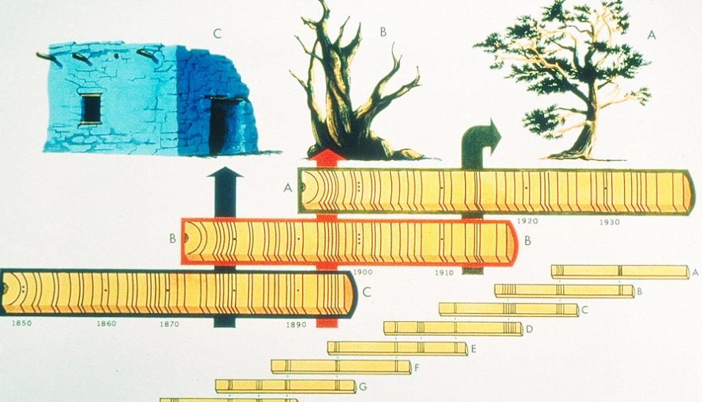 Combinando el registro dendrocronológico de troncos de árboles de distintas edades de un territorio se puede componer largas series temporales.