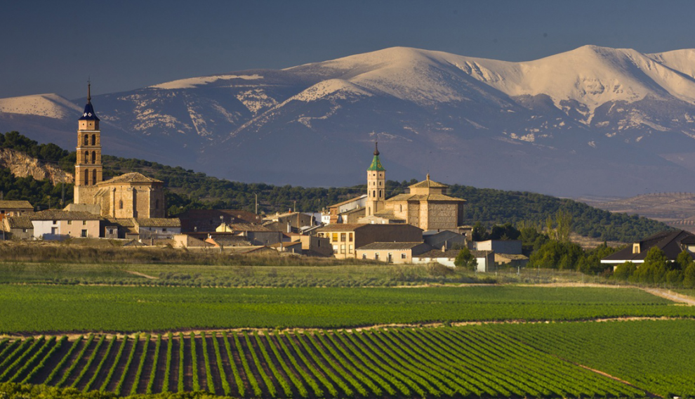Viñedo de Bodegas Aragonesas, en Fuendejalón, con el Moncayo al fondo.