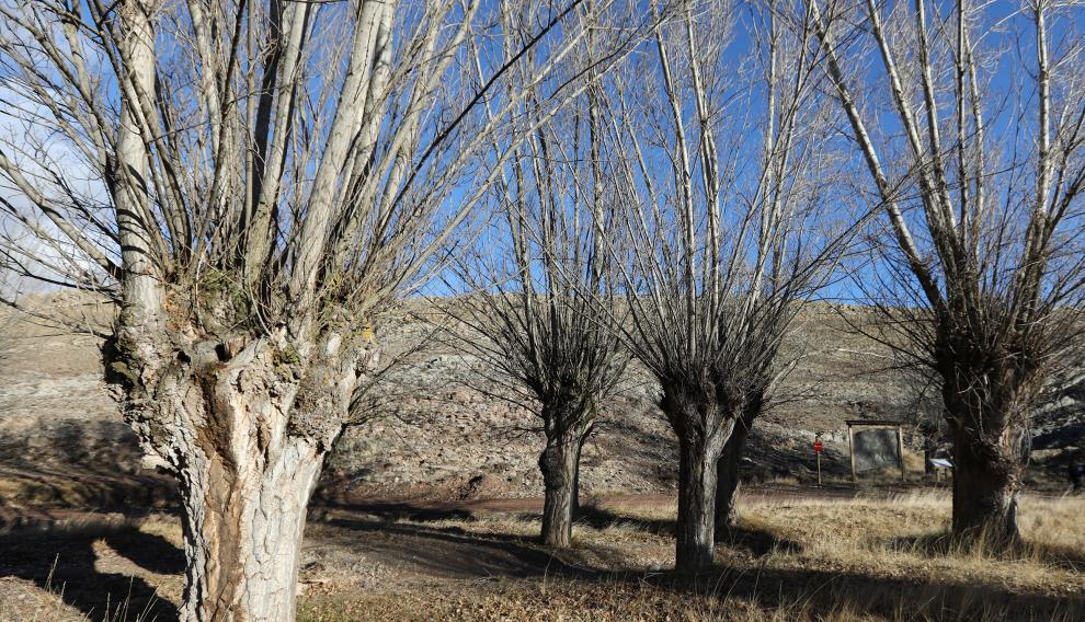 Chopos cabeceros en Aguilar del Alfambra.