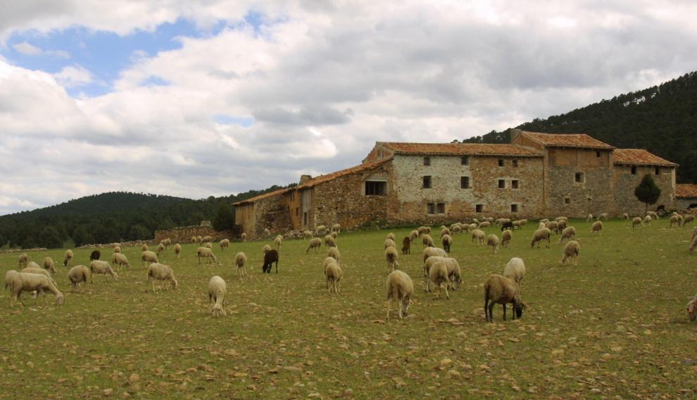 Pastoreo cerca de la Laguna de Bezas.