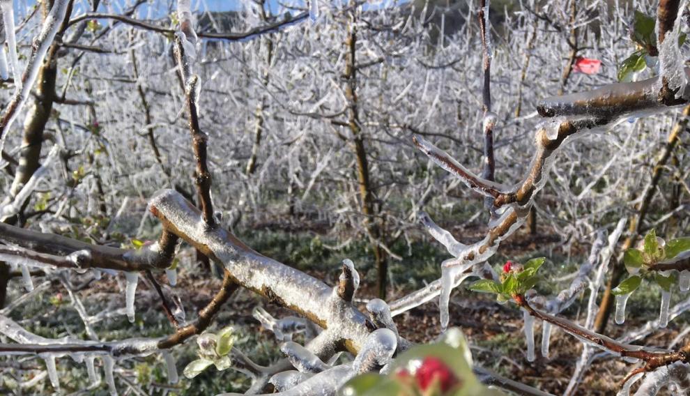 Brotes de un frutal en Calatayud amenazado por las heladas