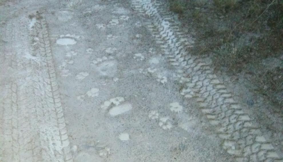 Huellas del oso en el campin.