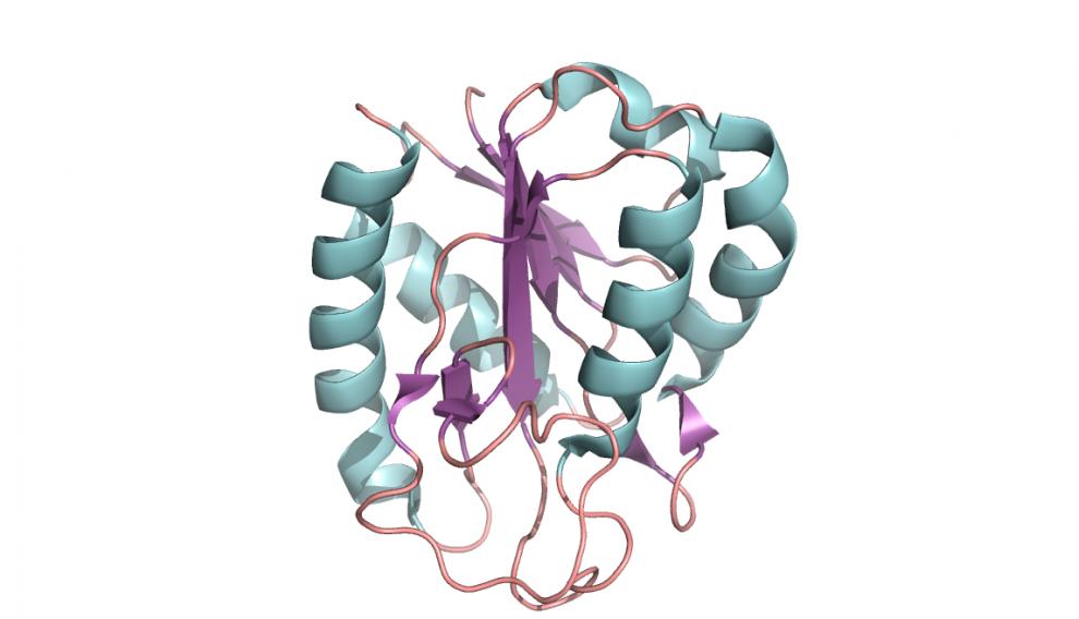 La flavodoxina, estructurada y flexible en parte, interviene en el transporte de electrones en las bacterias.