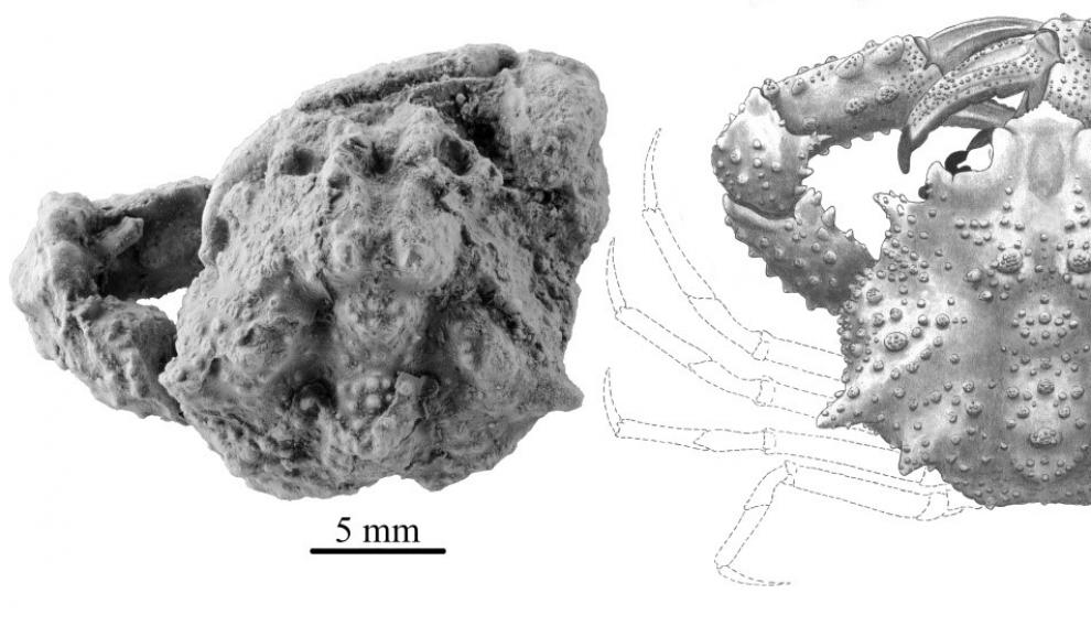 Fósil y reconstrucción del nuevo cangrejo Aragolambrus collinsi.