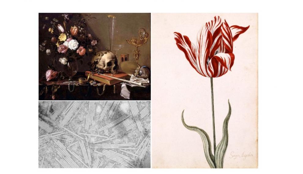 ‘Naturaleza muerta con ramo de flores y calavera’, vanitas de Adriaen van Utrecht (1642). Debajo, virus del mosaico del tabaco visto por microscopio electrónico. A la derecha, tulipán roto ‘Semper Augustus’