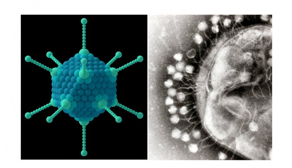 Simulación de un adenovirus. A la derecha, bacteriófagos intentando infectar una bacteria e una imagen de microscopía electrónica