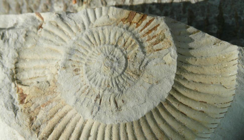 Fósiles, un pequeño milagro natural