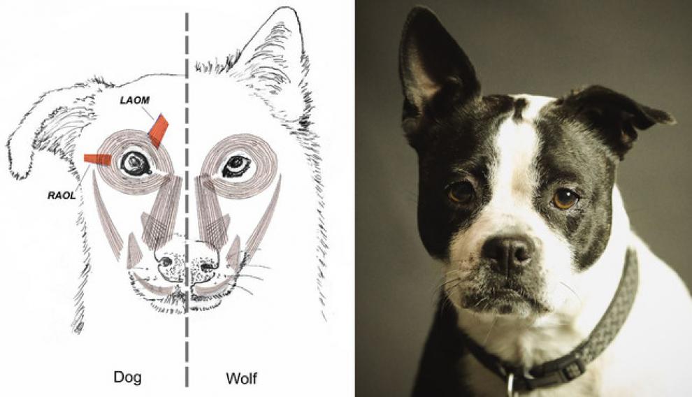 Musculatura facial del perro (izquierda y del lobo (derecha) en el dibujo realizado por el artista Tim Smith. Imagen de la derecha: Pixabay