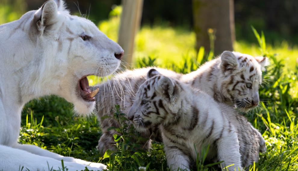 Las crías de tigre blanco, junto a su madre Bandi.