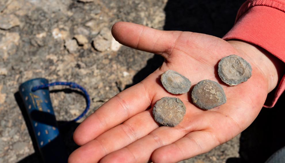 Fósiles localizados en la sierra de Guara, dentro de la comarca de Sobrarbe.