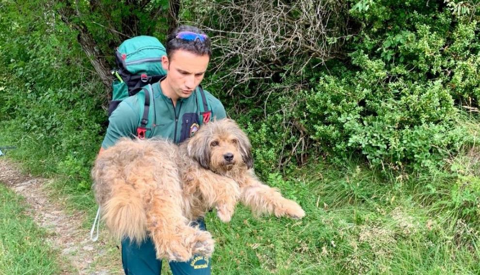 Un especialista de la Guardia Civil llevando en brazos al perro accidentado.