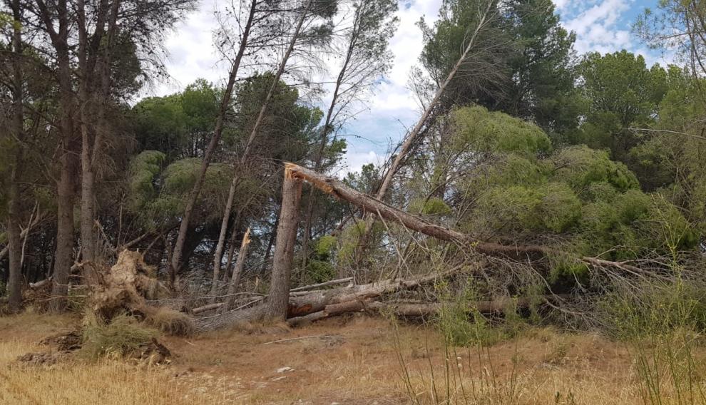 El viento tiró también varios árboles en las inmediaciones de Tauste.