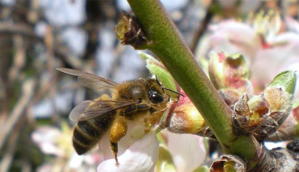 La abeja de la miel ('Apis mellifera') posee un aguijón que cuando pica se desprende de su cuerpo causándole la muerte y quedando fijado a la piel de la 'víctima'.