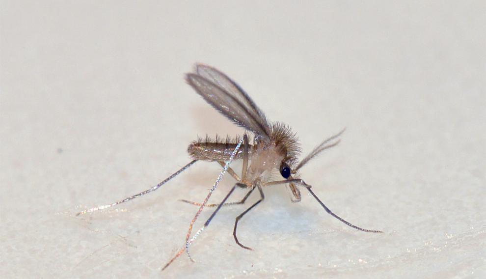 Los flebotomos y los jejenes miden solo 2 o 3 milímetros y no son tan abundantes como los mosquitos o las moscas negras, pero también pican al hombre. Además, los flebotomos transmiten la leishmaniasis.