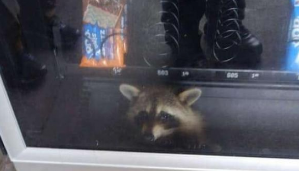 Entrar le fue fácil, pero salir fue una misión imposible para el animal.