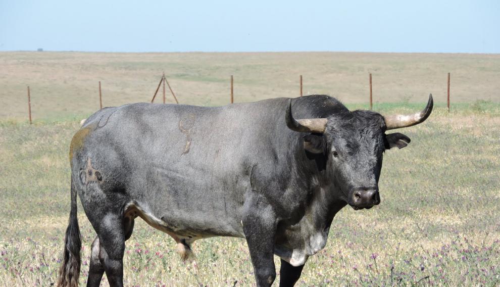 Listonero, el toro de la prestigiosa ganadería Miura que se embolará en las fiestas de La Iglesuela.