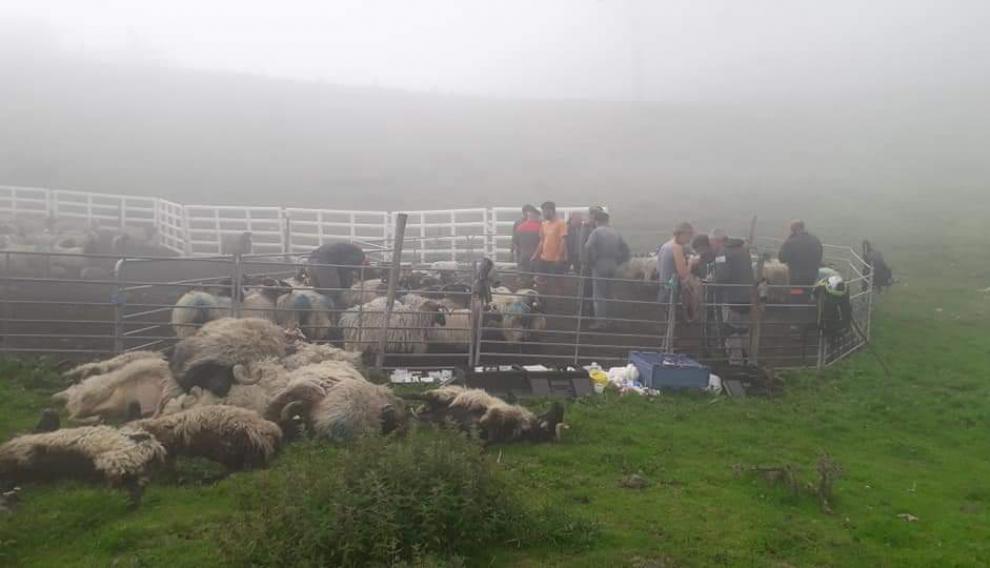 Los cadáveres en la zona donde fue atacado el rebaño en Cauterets.