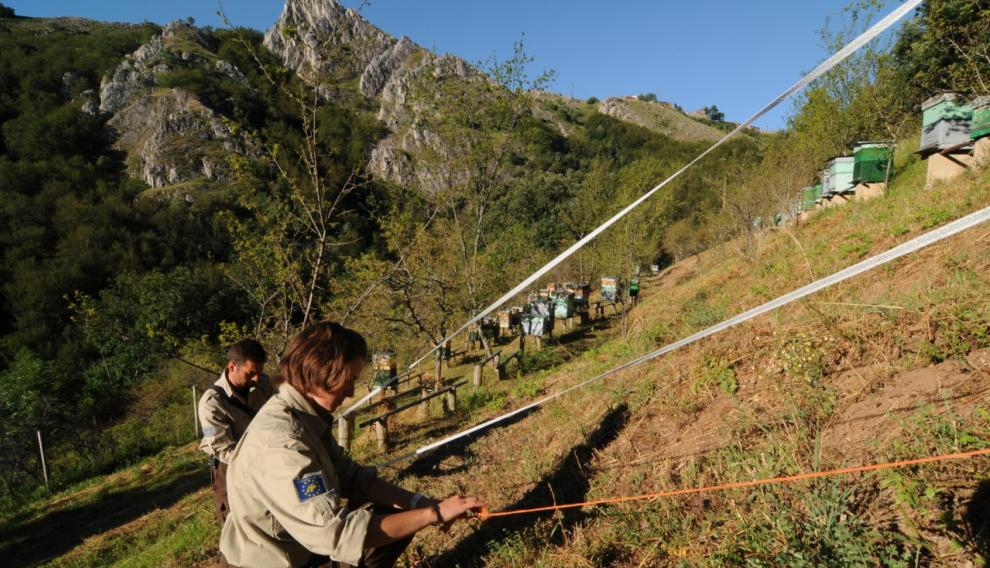Un equipo de la Fundación colocando un cercado electrificado en una zona osera de la Cordillera Cantábrica.