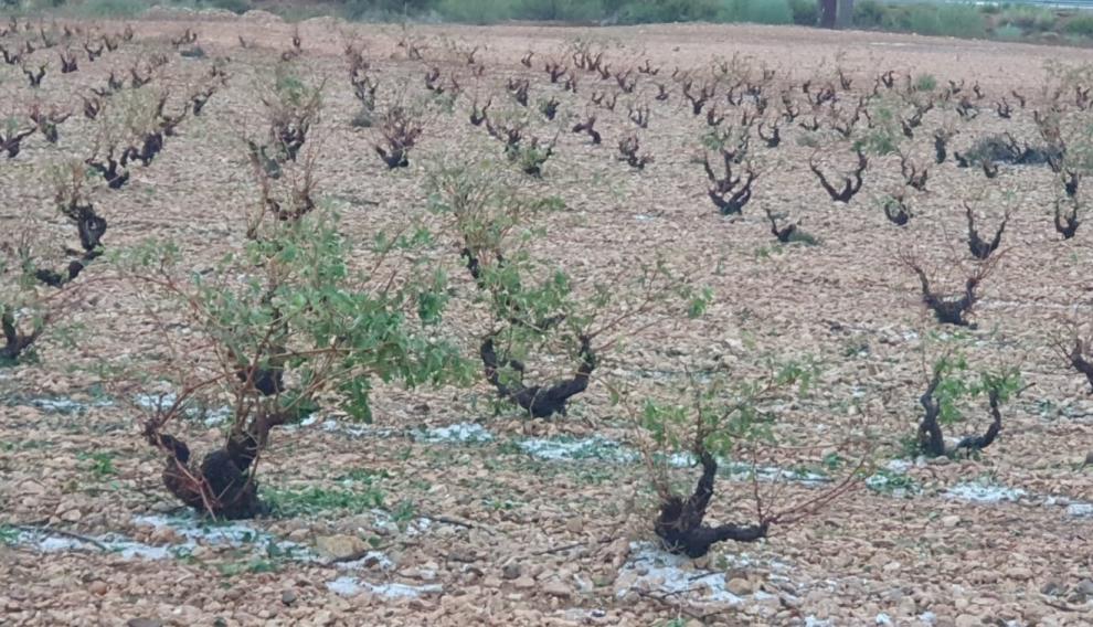 Así han quedado algunas viñas en Longares.