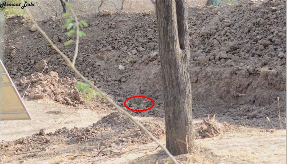 Solución al reto del leopardo escondido.