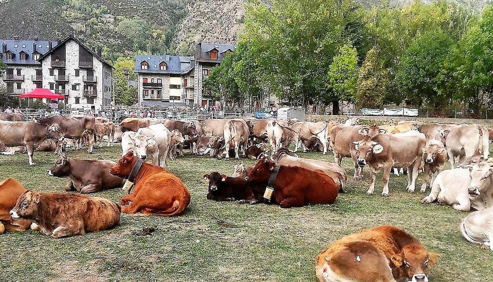 Ejemplares de vacuno en la Feria Ganadera de Pilar de Benasque.