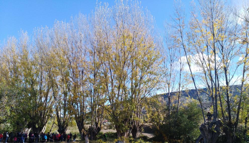 Chopos escamonados junto al río Guadalopillo, en Berge, durante la Fiesta del Chopo Cabecero.