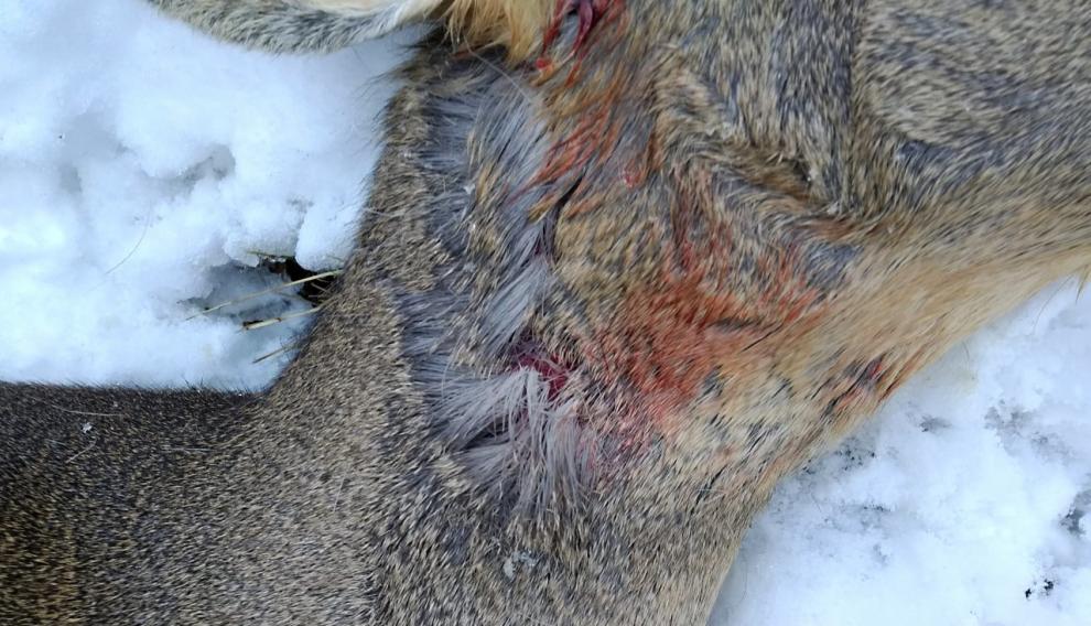 El corzo tenía heridas causadas por mordiscos en el cuello.