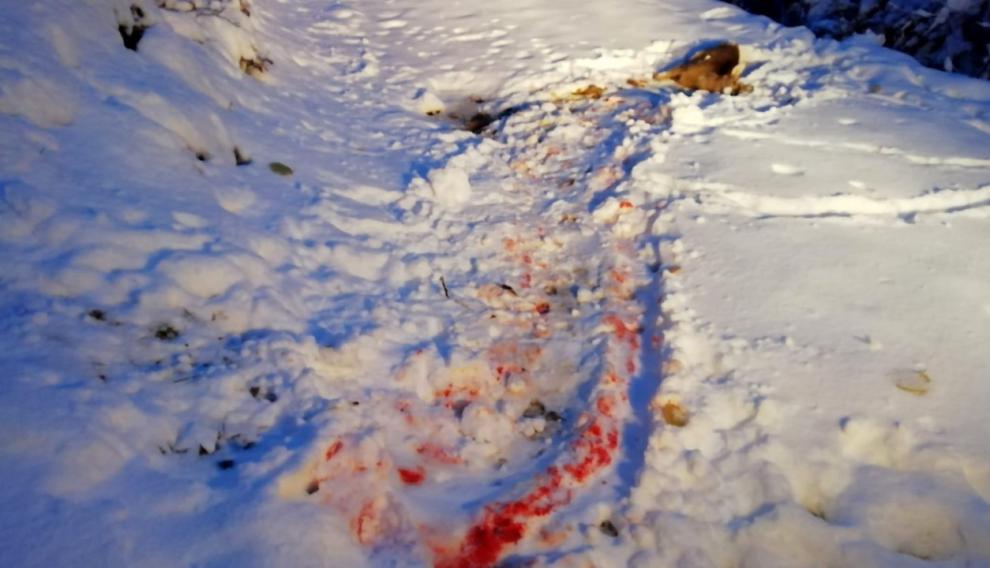 La bestia arrastró al corzo dejando un rastro de sangre en la nieve.