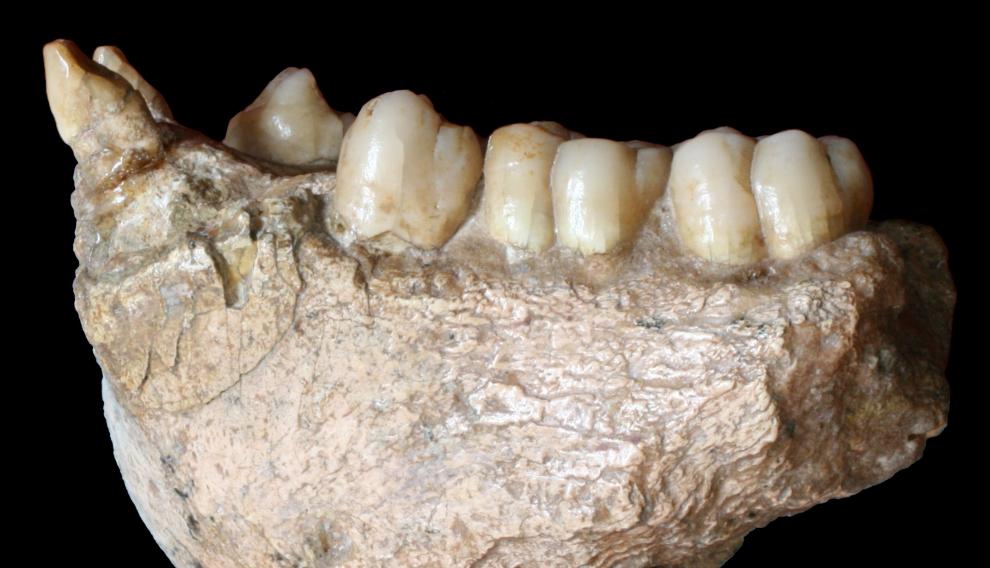Fosil de los dientes del Gigantopithecus