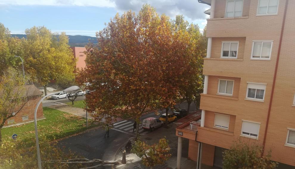 Los árboles dañados en Teruel habían adquirido una altura de más de 20 metros