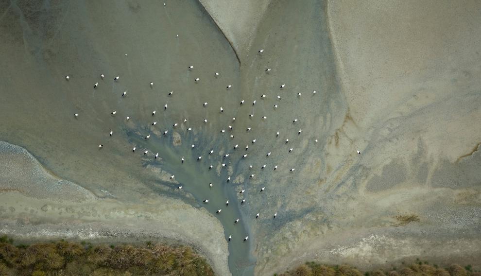 El drenaje del agua sobre un terreno ligeramente inundado dibuja una forma arborescente cuyo ramaje solo se intuye a través de la disposición espacial que adoptan las cigüeñas blancas mientras buscan alimento en la corriente.