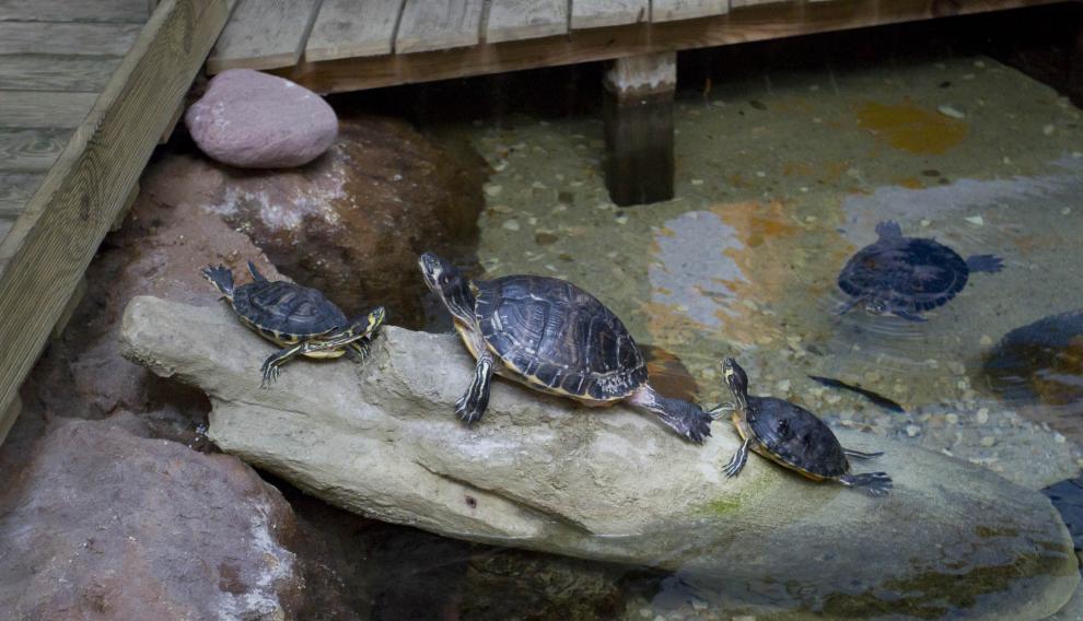 Animales exóticos en el Acuario de Zaragoza
