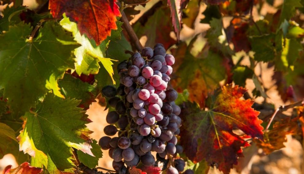 Uvas de la variedad tinta sumoll.
