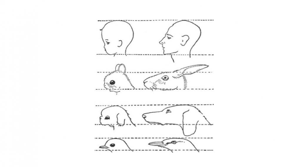 Esquema del bebé o ‘kinderschema’