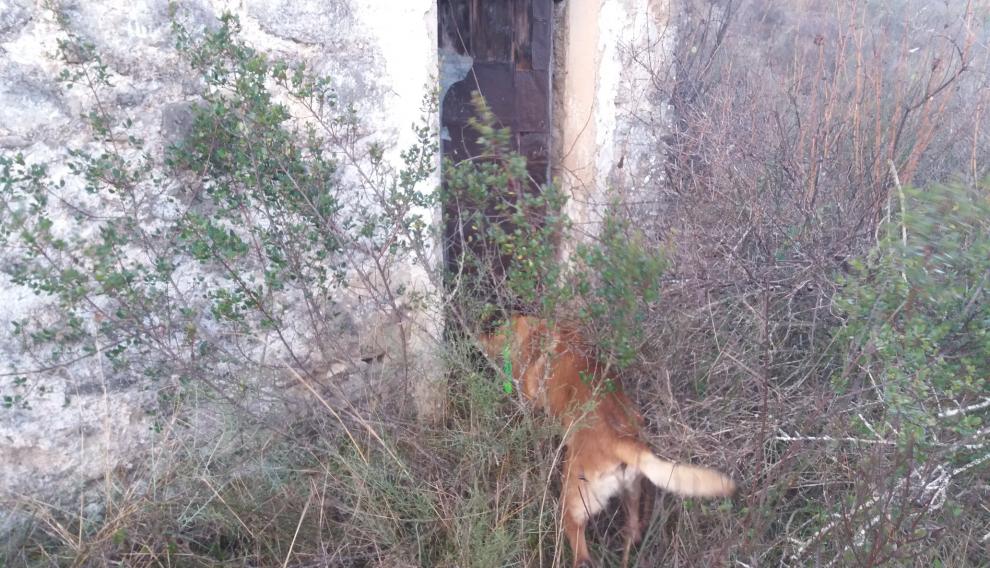 La Unidad Canina de los Bomberos de la Comarca de la Ribagorza habían estado inspeccionando diferentes lugares desde primera hora.
