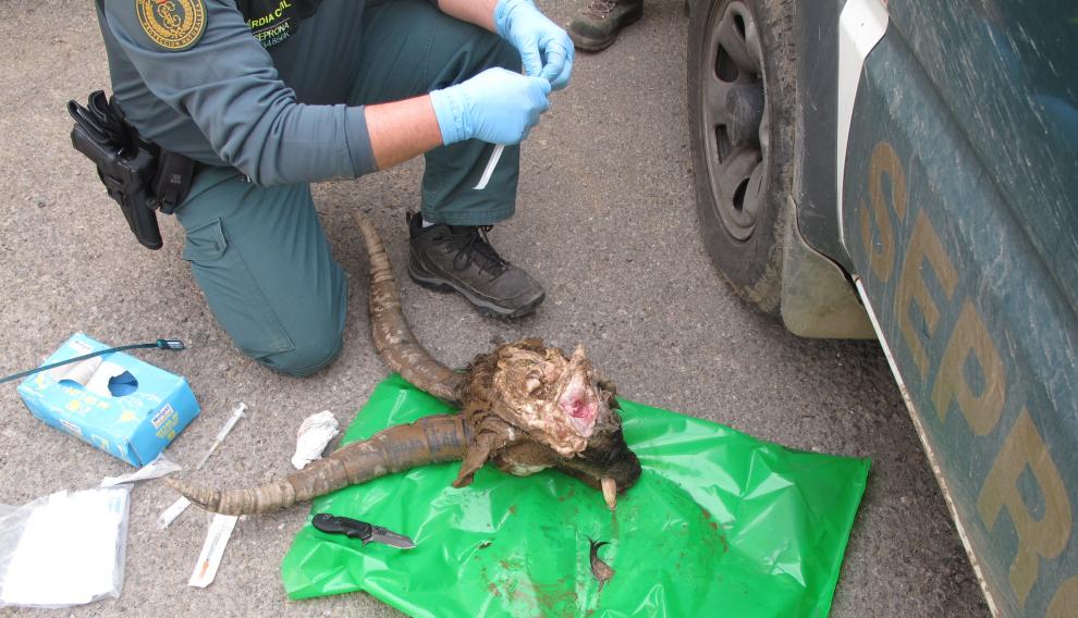 La Guardia Civil sorprende a tres cazadores furtivos in fraganti en la comarca de Gúdar Javalambre