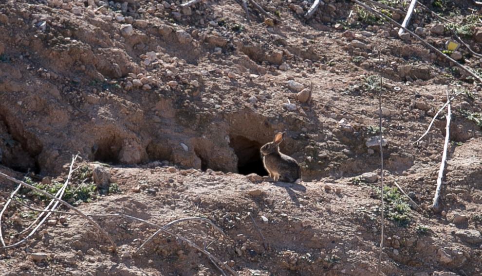 En Épila, el Ayuntamiento, los cazadores y los agricultores se han puesto de acuerdo para combatir la plaga de conejos.