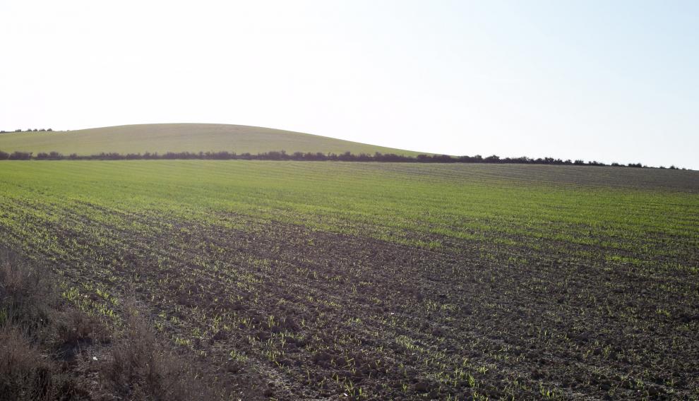 En marrón, el campo arrasado por los conejos. En verde, el cultuvo que "se comerán esta noche", según señalan los agricultores.