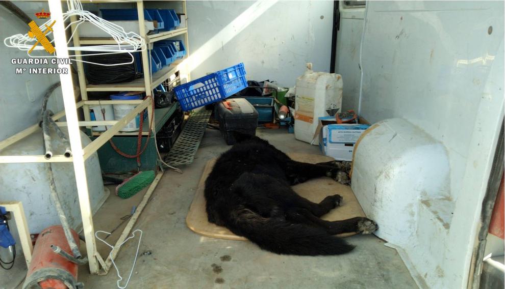 Uno de los animales encontrados en El Burgo de Ebro.