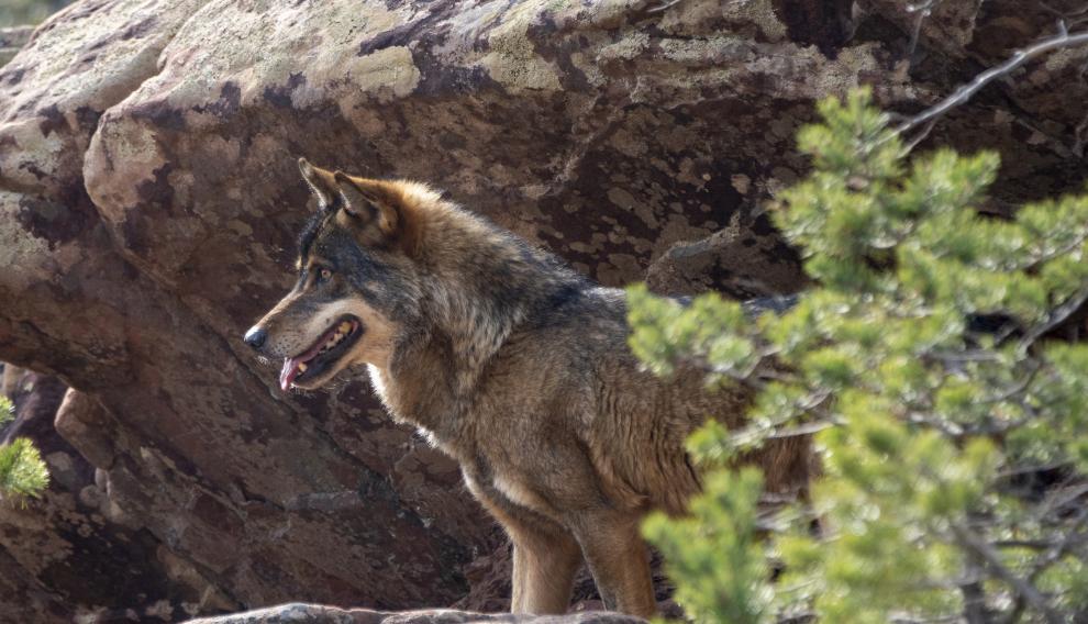 Lobo en el nuevo parque faunistico en Tramacastilla en la sierra de Albarracin. foto Antonio Garcia/Bykofoto. 28/02/20 [[[FOTOGRAFOS]]]