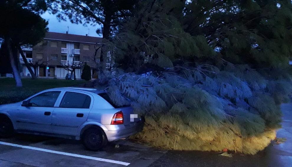 Un pino ha caído sobre dos coches en la plaza de la Constitución de La Almunia