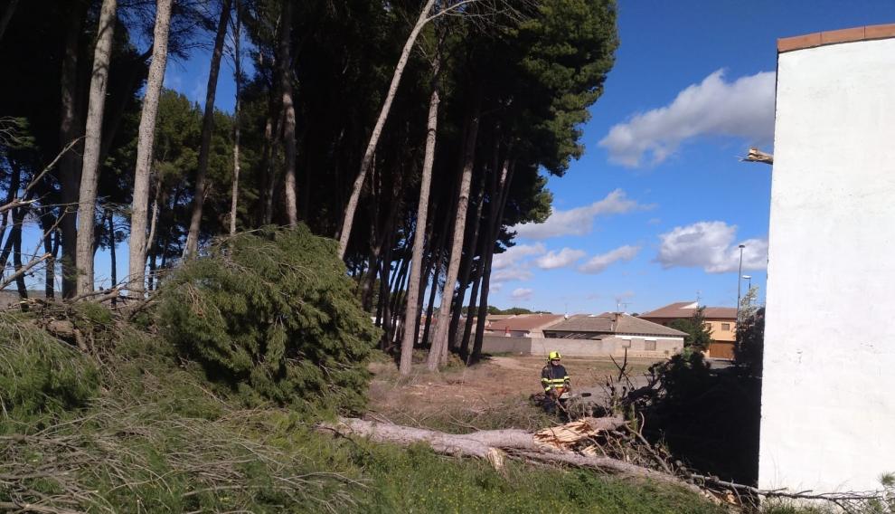 Árboles caídos en Puigmoreno (Teruel).