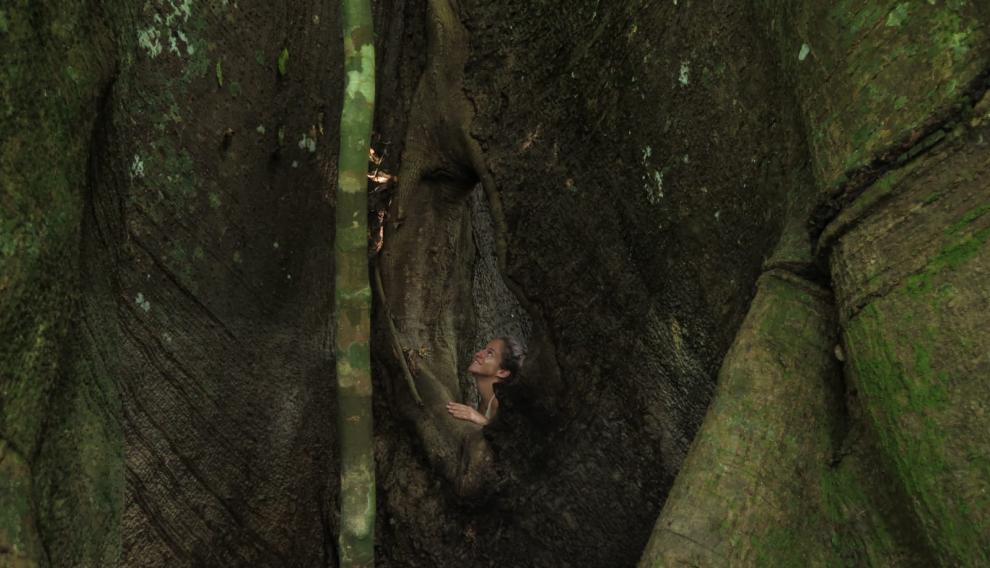 Un árbol gigante en Lambaréné.