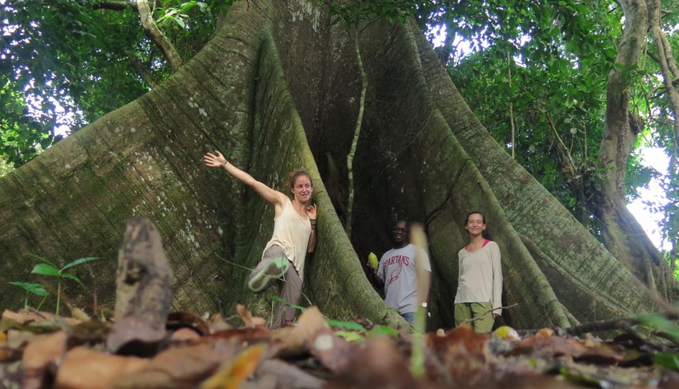 Un árbol gigante en Lambaréné.