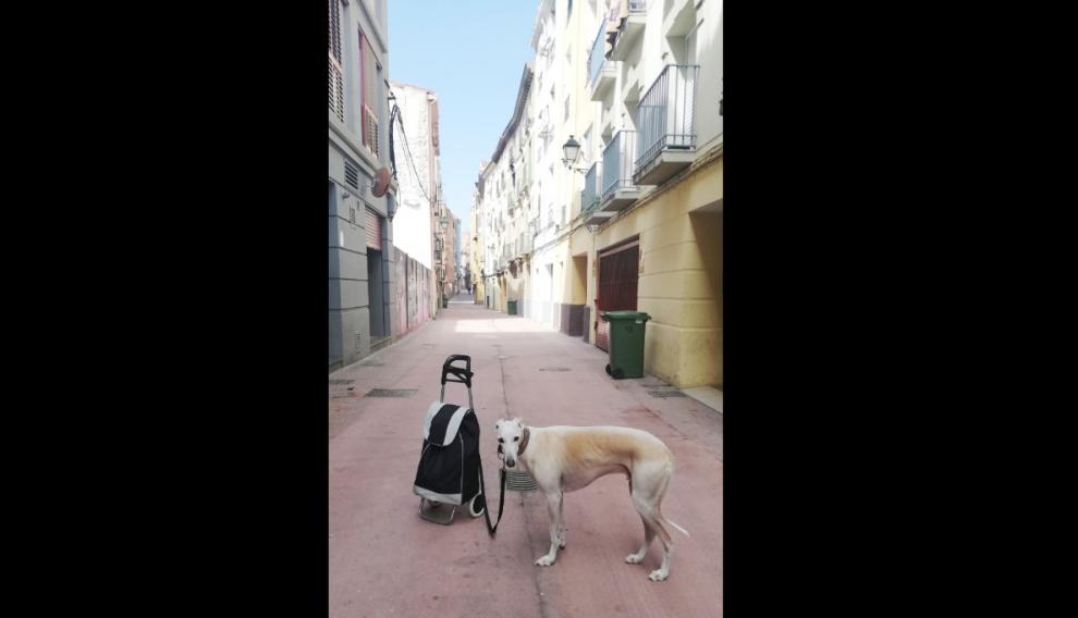 El salvoconducto de Lorena Cosba es su perro Pietro (y el carro de la compra).