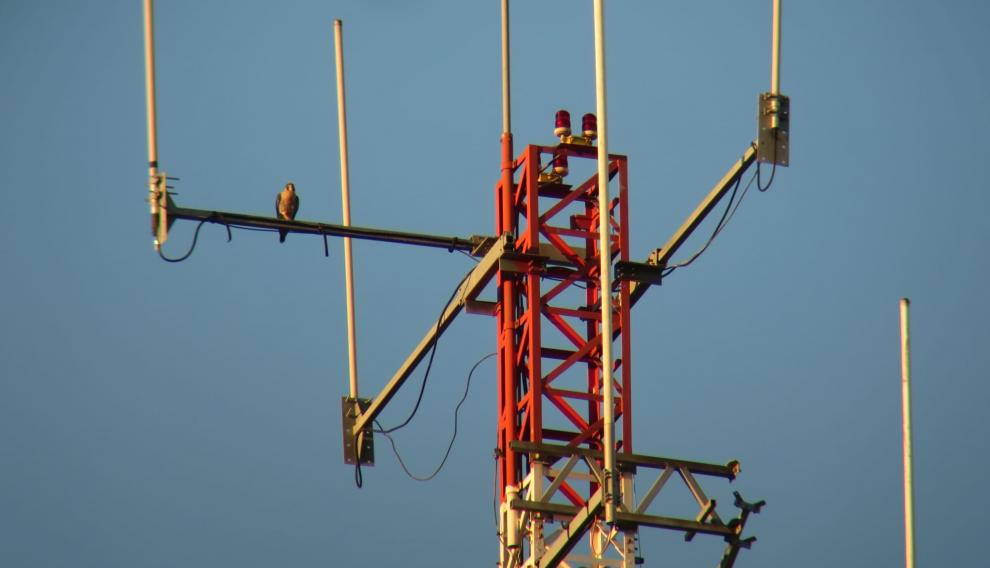 Un halcón peregrino posado durante el confinamiento en las antenas de telefonía de la torre de Vía Hispanidad.